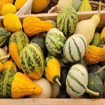 بذر کدو خورشتی میکس 8 عددی