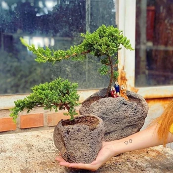 بذر جونی پروس 4 عددی