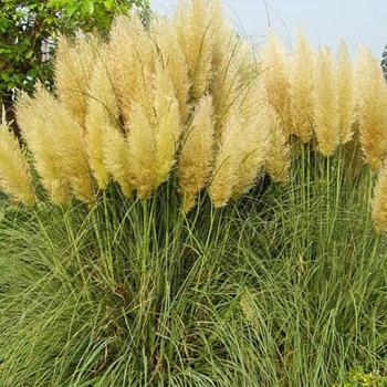 بذر پامپاس گراس 50 عددی 