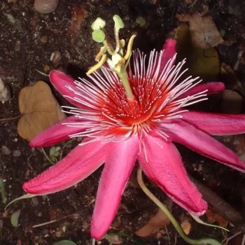 بذر پیچ گل ساعتی صورتی 5 عددی 