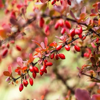 زرشک برگ قرمز ژاپنی 5 عددی