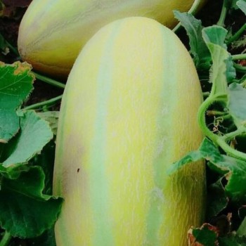 بذر خربزه خاتونی 1 گرم 