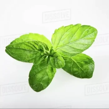 بذر نعنا انگلیسی (اسپیرمینت) 50 عددی 