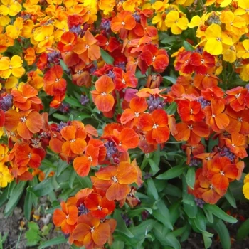 بذر گل شب بو خیری نارنجی 40 عددی 