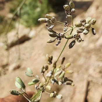 بذر سازو واش البرزی 10 عددی