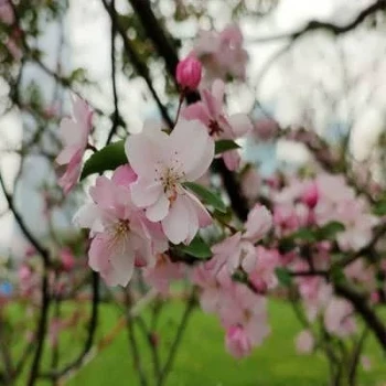 بذر سیب چینی 5 عددی