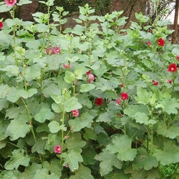 بذر ختمی وحشی 10 عددی