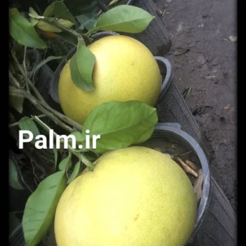 بذر پاملو 2 عددی