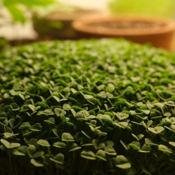 بذر میکروگرین چیا 20 گرمی 