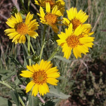بذر گل پروانه ای (وربسینا) 1 گرم 