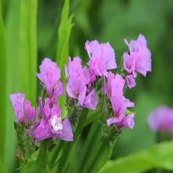 بذر گل استاتیس (لیمونیوم) پابلند الوان 1 گرمی