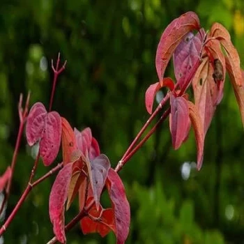 بذر کورنوس سنگوئینا 2 عددی