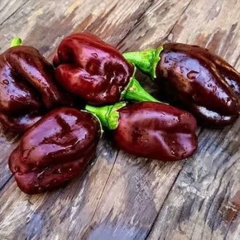 بذر فلفل دلمه ای لایلک 25 عددی