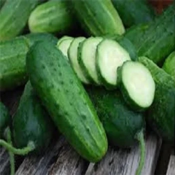 بذر خیار جالیز اصفهان (غیر درختی) 20 عددی 