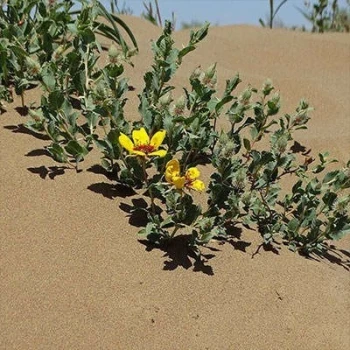 بذر رز ایرانی (گیاه ورک) 10 عددی