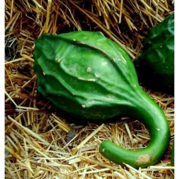 بذر کدو تنبل گرز 5 عددی 