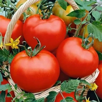 بذر گوجه فرنگی فلوریدا 10 عددی 