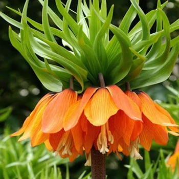 بذر لاله واژگون 10 عددی