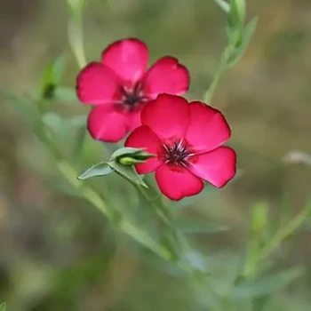 بذر گل کتان سرخ 20 عددی 