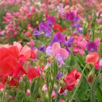 بذر گل نخودی 10 عددی