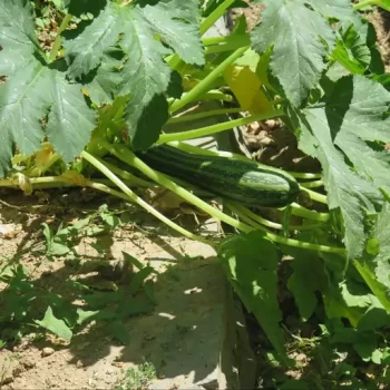 بذر کدو تنبل سبوی دار کاساوو 5 عددی 