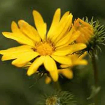 بذر گریندلیا 10 عددی