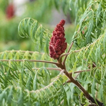 بذر سماق زینتی 10 عددی