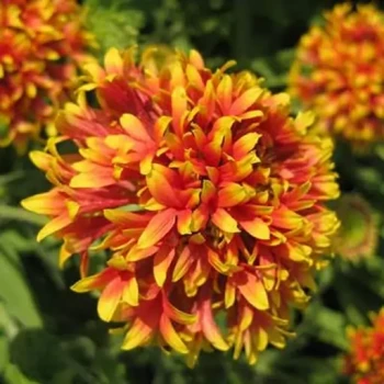 بذر گل سرنوشت الوان (گالاردیا) 50 عددی