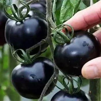 بذر گوجه چری مشکی ارگانیک 10 عددی