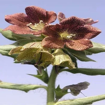 بذر بنگدانه مشبک 20 عددی