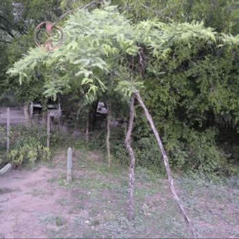بذر درخت کهور پاکستانی 10 عددی 