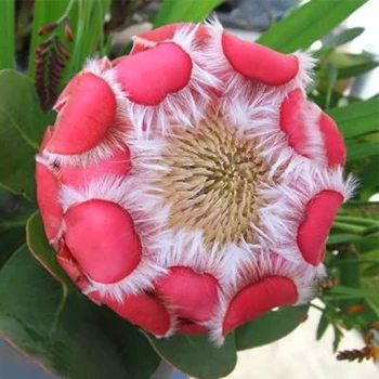بذر درختچه پروتیا گرندیسپس 2 عددی 