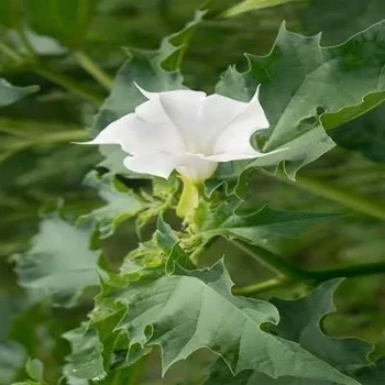 بذر داتوره پابلند سفید 2 گرمی