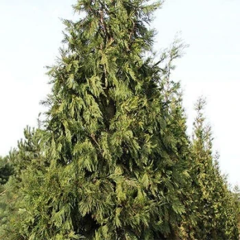 بذر سرو عود 5 عددی