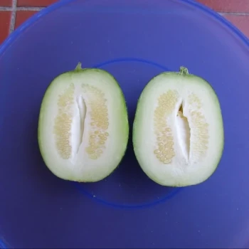 بذر خیار گرد ایتالیایی 10 عددی 