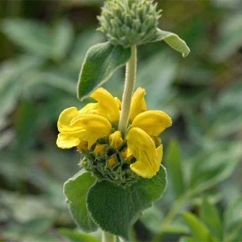 بذر گوش بره درختچه ای 10 عددی