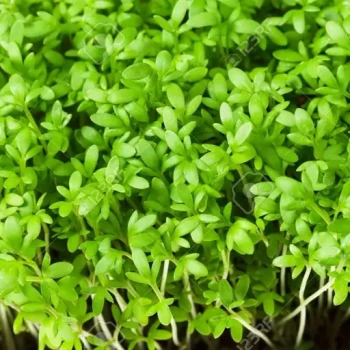 بذر میکروگرین شاهی 20 گرمی 