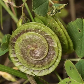 بذر یونجه دایره ای (تکمه ای) 20 عددی
