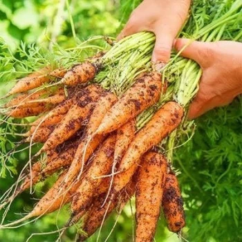 بذر هویج نانتیس کوتاه 2 گرمی