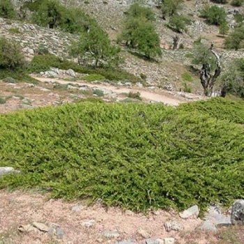 بذر مایمرز 10 عددی