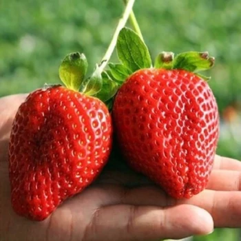 بذر توت فرنگی بونسای قرمز 10عددی 