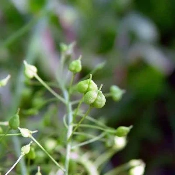 بذر ازمک 20 عددی
