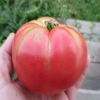 بذر گوجه فرنگی صورتی بوته ای 25 عددی