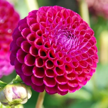 بذر کوکب منگوله ای 5 عددی 