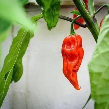 بذر فلفل چروک قرمز 25 عددی