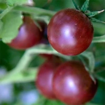 بذر گوجه فرنگی شرابی بوته ای 25 عددی