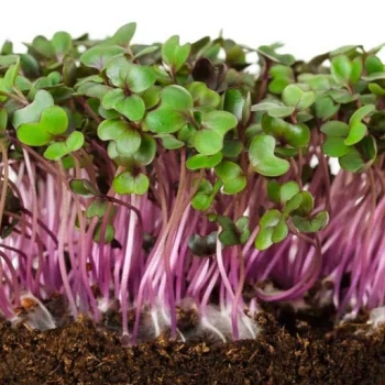بذر میکروگرین کلم پیچ سبز 20 گرمی 
