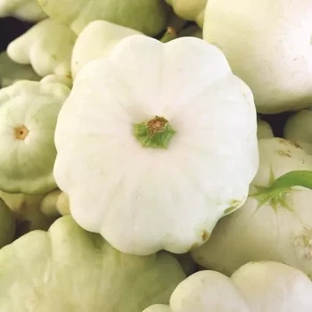 بذر کدو ستاره ای سفید 10 عددی