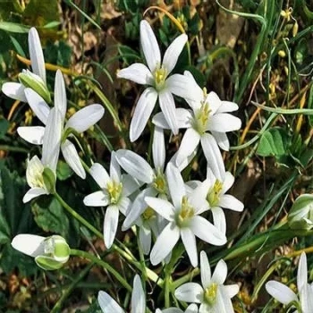 بذر گل ستاره ای پابلند پرگل سفید 1 گرمی