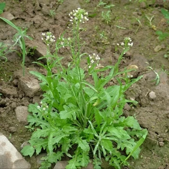 بذر کیسه کشیش 1 گرم 